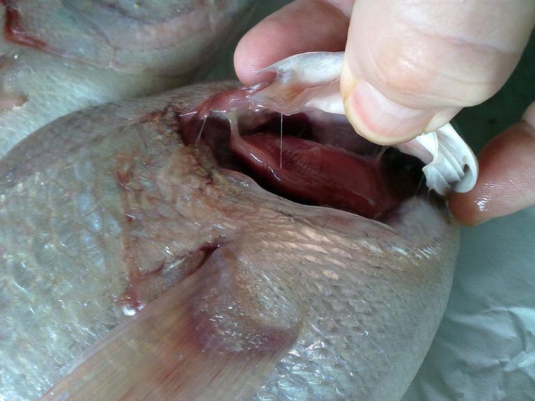 nhan-biet-ca-nhiem-doc-2