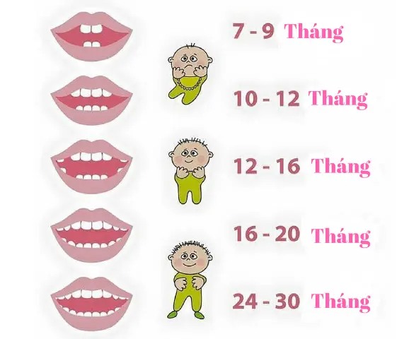 Theo dõi trình tự mọc răng sữa của bé để kịp thời “ứng phó”